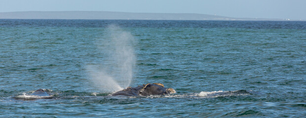 Blowing Southern Right Whale in the indian ocean (Walker Bay of Hermanus) in the Western Cape of...