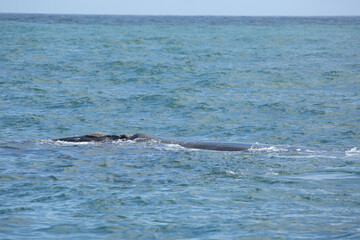 Fototapeta premium Southern Right Whale in the Walker Bay near Hermanus in South Africa