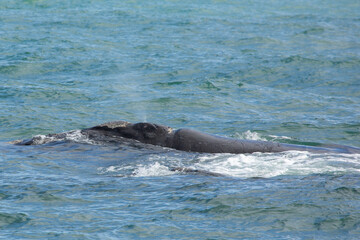 Naklejka premium breathing Southern Right Whale in the Walker Bay (Indian Ocean) near Hermanus in South Africa
