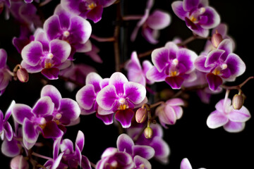 Fototapeta na wymiar Delicate moth orchid flowers on black background. Purple petals, violet blooms, Phalaenopsis closeup. Selective focus on the details, blurred background.