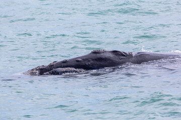 Whale (Southern Right Whale) in the Walker Bay near Hermanus in the Western Cape of South Africa