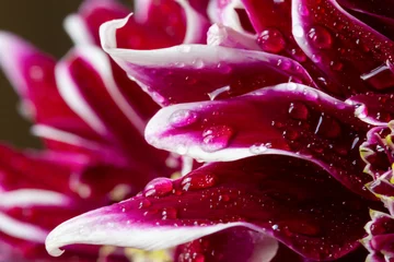 Fototapete Romantischer Stil Hintergrund aus roten Chrysanthemenblättern mit Wassertropfen