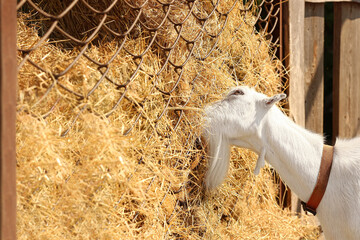 Cute funny goat eating hay on farm