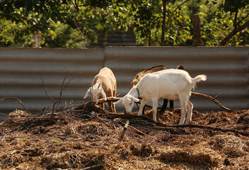 Cute funny goats on farm in sunny day
