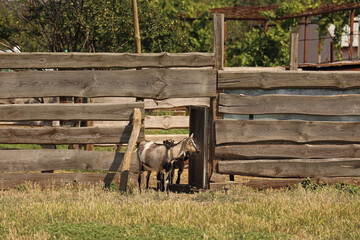 Cute funny goats grazing on farm