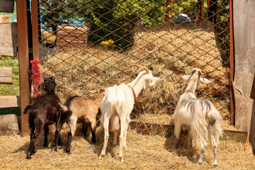 Cute funny goats eating hay on farm