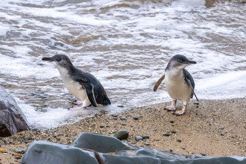 Obraz premium Little Blue Penguin in Australasia
