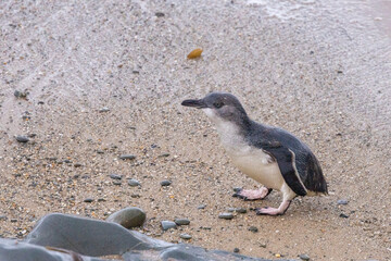 Little Blue Penguin in Australasia