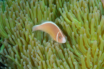 pesce pagliaccio rosa o pesce pagliaccio crociato, Amphiprion perideraion, sopra un anemone di mare