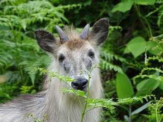Fototapeta premium 森に潜むニホンカモシカ