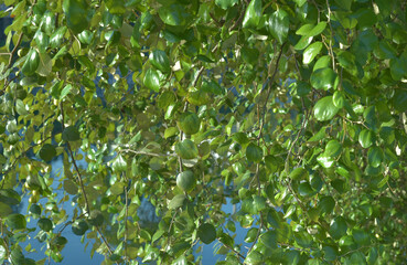 Branch leaf and sun light under the tree is very beautiful in the morning of the day.