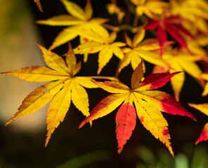 紅葉
