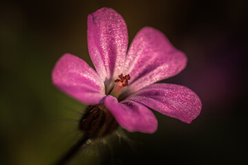 close up of a pink flower - Powered by Adobe