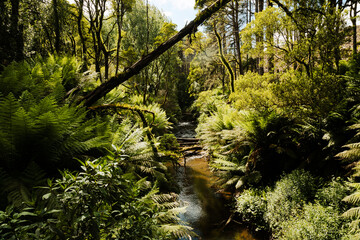 Lush creek running through the Cape Otway National Park at the Californian Redwood plantation, Victoria Australia