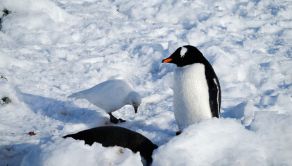 Fototapeta premium Penguins in arctic winter ocean landscapes near Paradise Bay in Antarctica.
