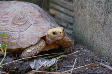yellow turtle is reptile animal