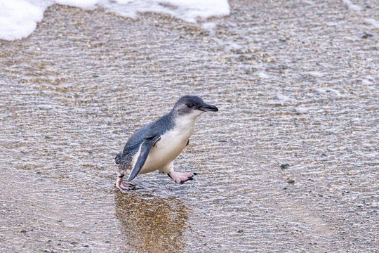 Little Blue Penguin in Australasia