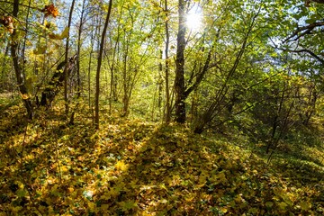 Aerial landscape in the autumn forest, bright yellow autumn forest illuminated by the sun
