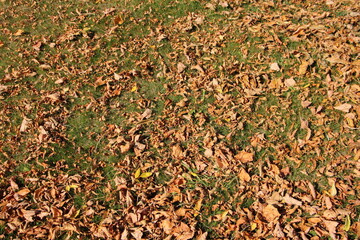 Autumn dry fallen yellow leaves on the green grass ground at European natural september background texture