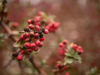 red berries on a bush in autumn