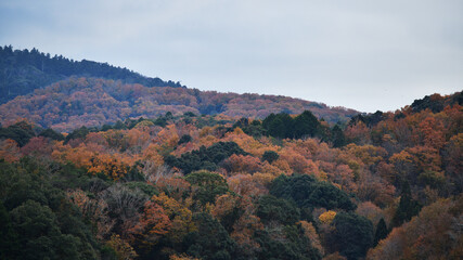 Fototapeta premium 山の紅葉（曇り）