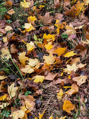 autumn leaves background