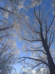 trees in the sky