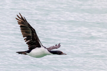 Otago Shag Endemic to New Zealand