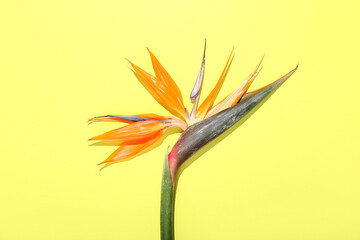 Beautiful bird of paradise flower on yellow background, closeup