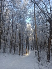 forest in winter