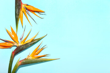 Obraz premium Bird of paradise flowers on color background, closeup