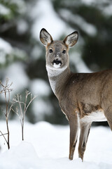 Naklejka na ściany i meble Roe deer portrait in winter forest
