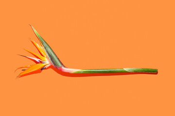 Strelitzia flower on color background