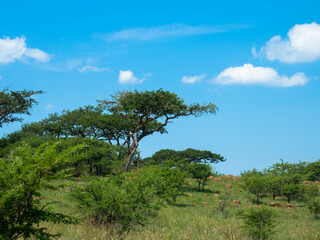 Obraz premium Panoramic view over savanna and grass fields with acacia trees in an african National Park. Seen by game drive. Tourism and vacations concept.