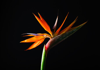 Beautiful bird of paradise flower on dark background, closeup