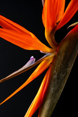 Strelitzia flower on dark background, closeup