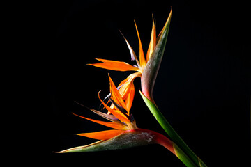 Beautiful strelitzia flowers on dark background, closeup