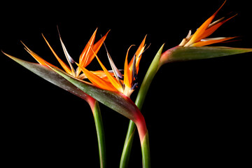 Beautiful bird of paradise flowers on black background, closeup
