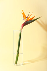 Glass vase with bird of paradise flower on color background