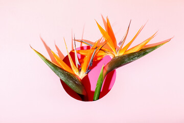 Composition with beautiful strelitzia flowers on pink background