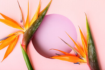 Composition with beautiful strelitzia flowers on color background, closeup