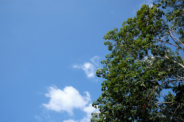 trees and sky