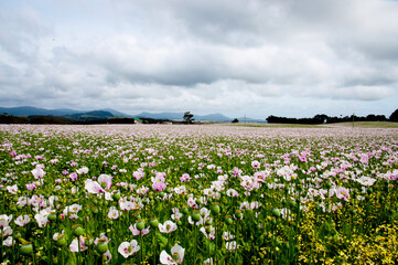 Fototapeta na wymiar Poppy Field - Tasmania - Australia