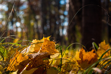 Land in the autumn forest strewn with fallen leaves, beautiful colorful autumn background
