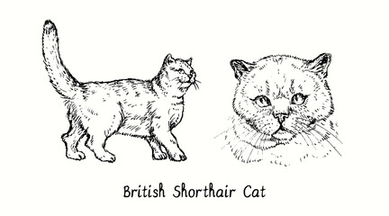 British Shorthair Cat collection, head front view and standing side view. Ink black and white doodle drawing in woodcut style