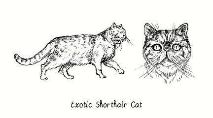 Exotic Shorthair Cat collection, head front view and standing side view. Ink black and white doodle drawing in woodcut style