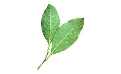 Isolated green leaf of jackfruit with clipping paths.