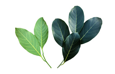 Isolated green leaf of jackfruit with clipping paths.