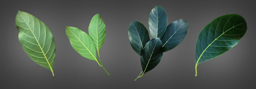Isolated green leaf of jackfruit with clipping paths.