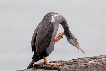 Spotted Shag Endemic to New Zealand